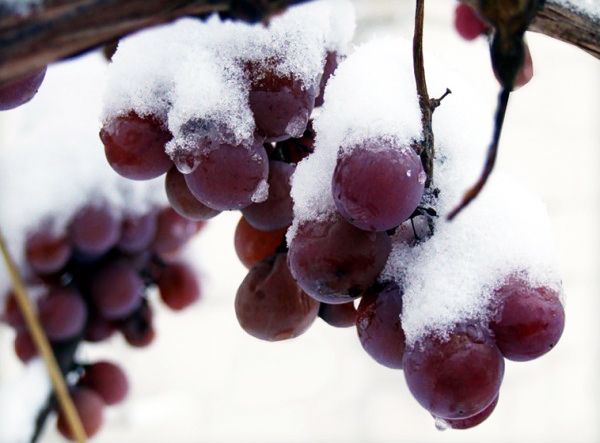 Виноградари основания опасаются возможности наступления бесснежных зим
