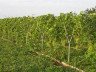 На фото - одноплоскостная обои для винограда, kievgrape