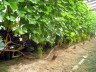 Фото одноплоскостная обои для винограда, vinograd