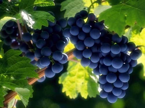 удобрения для винограда
